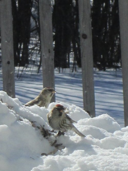 red poll finches